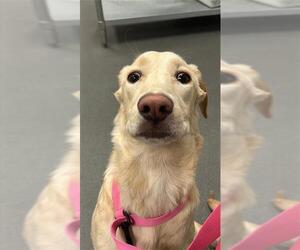 Labrador Retriever-Unknown Mix Dogs for adoption in Corpus Christi, TX, USA