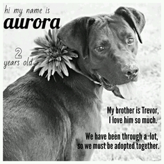 Borador Dogs for adoption in Dana Point, CA, USA