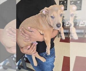 American Pit Bull Terrier-Unknown Mix Dogs for adoption in Plano, TX, USA