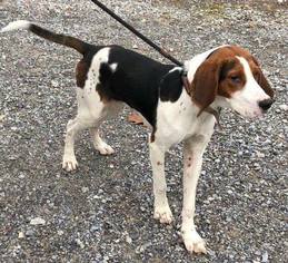 Treeing Walker Coonhound Dogs for adoption in Brookeville, MD, USA