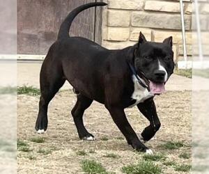 American Pit Bull Terrier-Unknown Mix Dogs for adoption in Irving, TX, USA