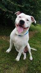 American Pit Bull Terrier Dogs for adoption in Hornell, NY, USA