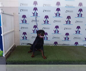 Rottweiler Dogs for adoption in Orlando, FL, USA