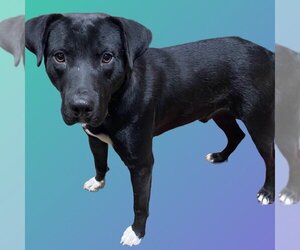 Mutt Dogs for adoption in Rockaway, NJ, USA