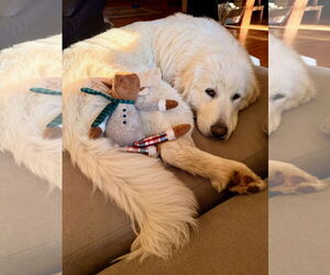 Great Pyrenees Dogs for adoption in Bend, OR, USA