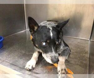 Mutt Dogs for adoption in Riverside, CA, USA