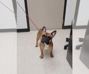 French Bulldog-Unknown Mix Dogs for adoption in Mooresville, NC, USA