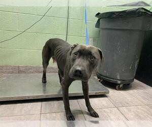American Staffordshire Terrier-Unknown Mix Dogs for adoption in Grand Prairie, TX, USA