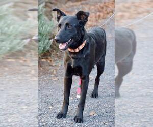 Australian Kelpie-Unknown Mix Dogs for adoption in Penngrove, CA, USA