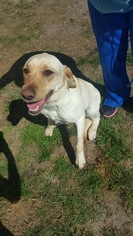 Labrador Retriever Dogs for adoption in Rincon, GA, USA