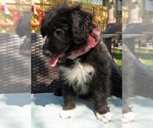 Australian Retriever Dogs for adoption in Grovertown, IN, USA