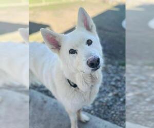 German Shepherd Dog-Unknown Mix Dogs for adoption in Sacramento, CA, USA