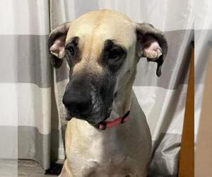 Great Dane Dogs for adoption in Overland Park, KS, USA