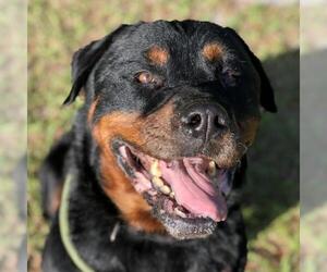 Rottweiler Dogs for adoption in Titusville, FL, USA