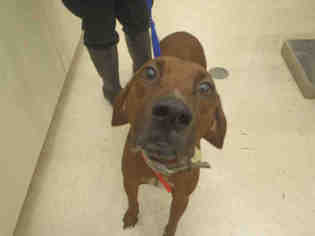 Redbone Coonhound Dogs for adoption in Mobile, AL, USA
