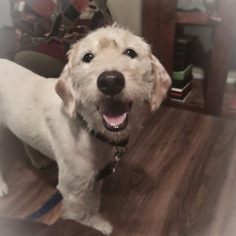 Goldendoodle (Miniature) Dogs for adoption in Diana, TX, USA