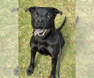 Labrachow Dogs for adoption in Fort Lauderdale, FL, USA