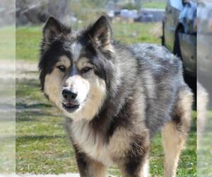 Australian Shepherd-Huskies  Mix Dogs for adoption in Ramona, CA, USA