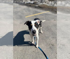 Labrador Retriever-Unknown Mix Dogs for adoption in NEWPORT NH, NH, USA