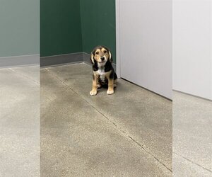 Bagle Hound Dogs for adoption in Omaha, NE, USA