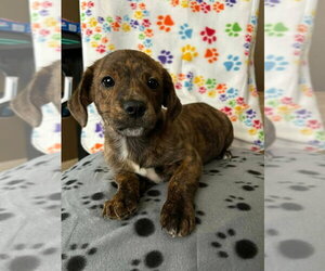 Dachshund-Unknown Mix Dogs for adoption in New London, WI, USA
