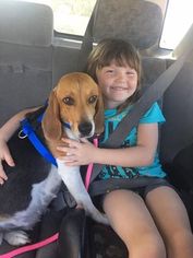 Beagle Dogs for adoption in Tucson, AZ, USA