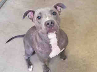 Staffordshire Bull Terrier Dogs for adoption in San Clemente, CA, USA