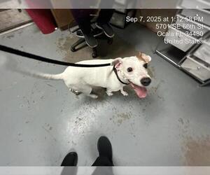 Mutt Dogs for adoption in Ocala, FL, USA