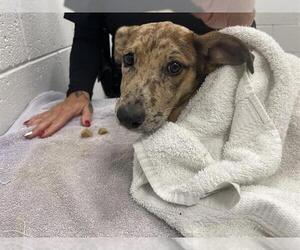 Catahoula Leopard Dog-Unknown Mix Dogs for adoption in Ocala, FL, USA