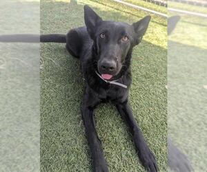 German Shepherd Dog Dogs for adoption in Downey, CA, USA