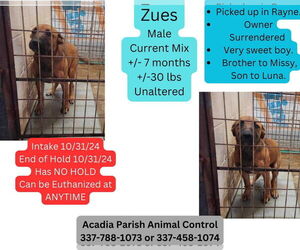 Black Mouth Cur-German Shepherd Dog Mix Dogs for adoption in New Orleans, LA, USA