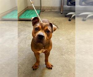 American Pit Bull Terrier-Unknown Mix Dogs for adoption in Camarillo, CA, USA