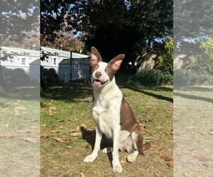 Bull Terrier-Unknown Mix Dogs for adoption in Spring Lake, NJ, USA