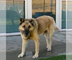 German Shepherd Dog Dogs for adoption in Dallas, TX, USA