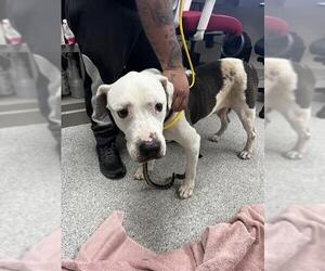 American Pit Bull Terrier Dogs for adoption in Pasadena, TX, USA
