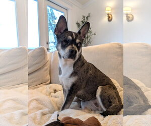 French Bullhuahua Dogs for adoption in Bellevue, WA, USA