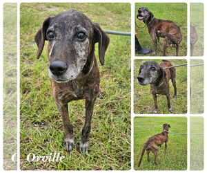 Mutt Dogs for adoption in New Orleans, LA, USA