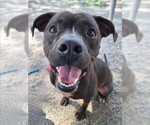 Labrador Retriever-Unknown Mix Dogs for adoption in Woodland, CA, USA