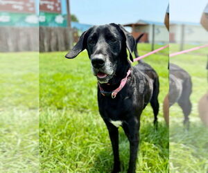 Great Dane-Poodle (Standard) Mix Dogs for adoption in Pacolet, SC, USA
