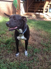 Lab-Pointer Dogs for adoption in Decatur, GA, USA