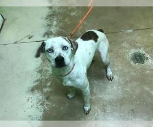 Mutt Dogs for adoption in Green Cove Springs, FL, USA