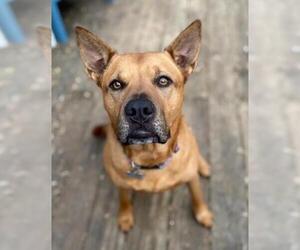 Black and Tan Coonhound-Labrador Retriever-Carolina Dog Mix Dogs for adoption in Cary, NC, USA