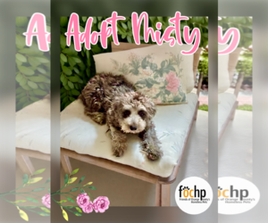 Cockapoo Dogs for adoption in Menifee, CA, USA