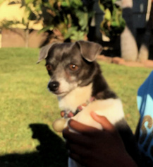 Rat Terrier Dogs for adoption in Redondo Beach, CA, USA