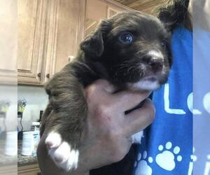 Border Collie Dogs for adoption in Sanford, FL, USA