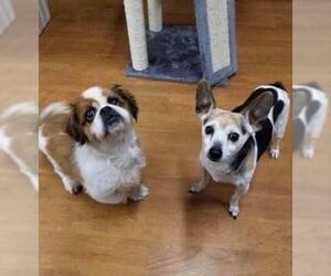 Rat Terrier Dogs for adoption in Manchester, IA, USA