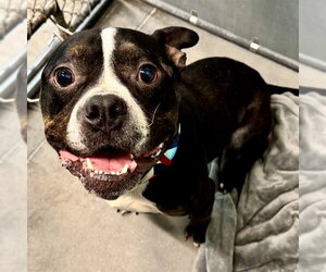 Bulldog Dogs for adoption in Tavares, FL, USA