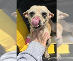 Chiweenie Dogs for adoption in San Antonio, TX, USA