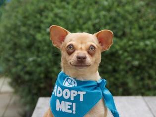 Chiweenie Dogs for adoption in Pacific Grove, CA, USA