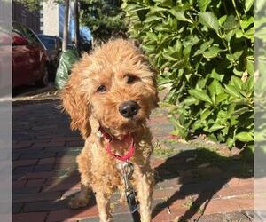 Poodle (Miniature)-Unknown Mix Dogs for adoption in Boston, MA, USA